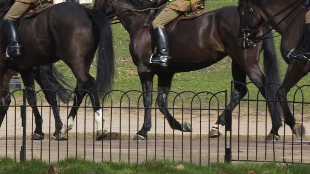 Army horse being exercised in Hyde Park, London