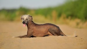 Rare dog breeds, the Peruvian Inca Orchid