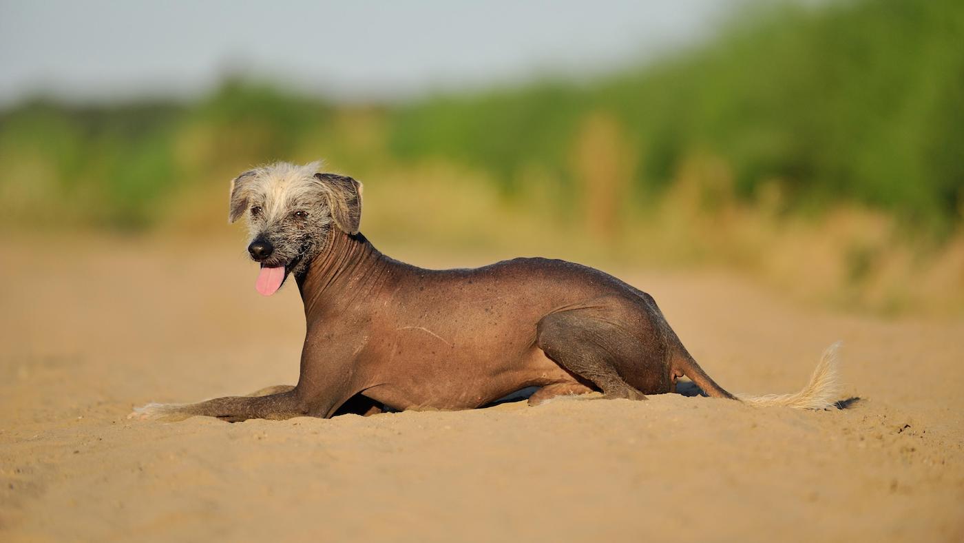 Uncommon canine breeds from everywhere in the international