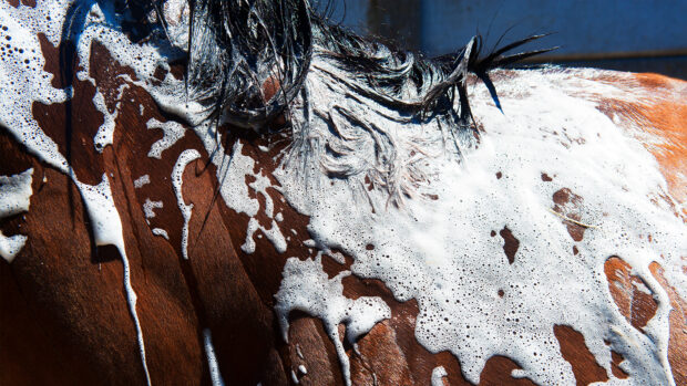 Close up of horse lathered up with one of the best horse shampoos