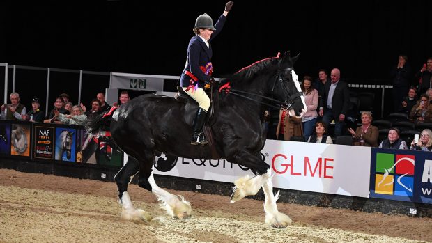Westfield Calendar Girl and Emma Green win HOYS in 2022