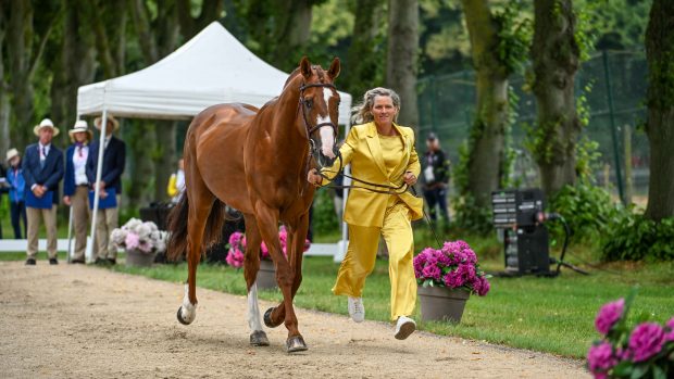 Olympic eventing first trot-up photos: Karin Donckers