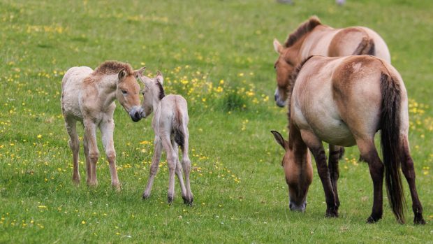 Przewalski's horse foals born Marwell Zoo 2004