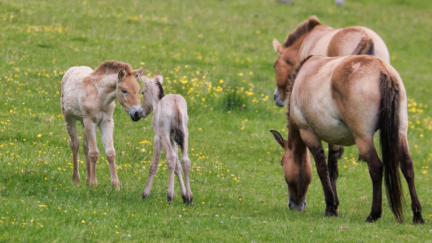 4 endangered breed Przewalksi’s horse fillies born in Britain