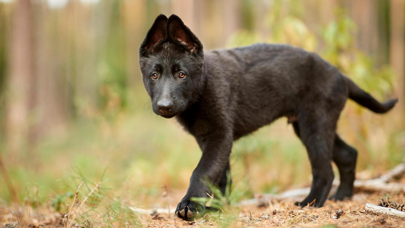 Black dog names for German shepherd puppy