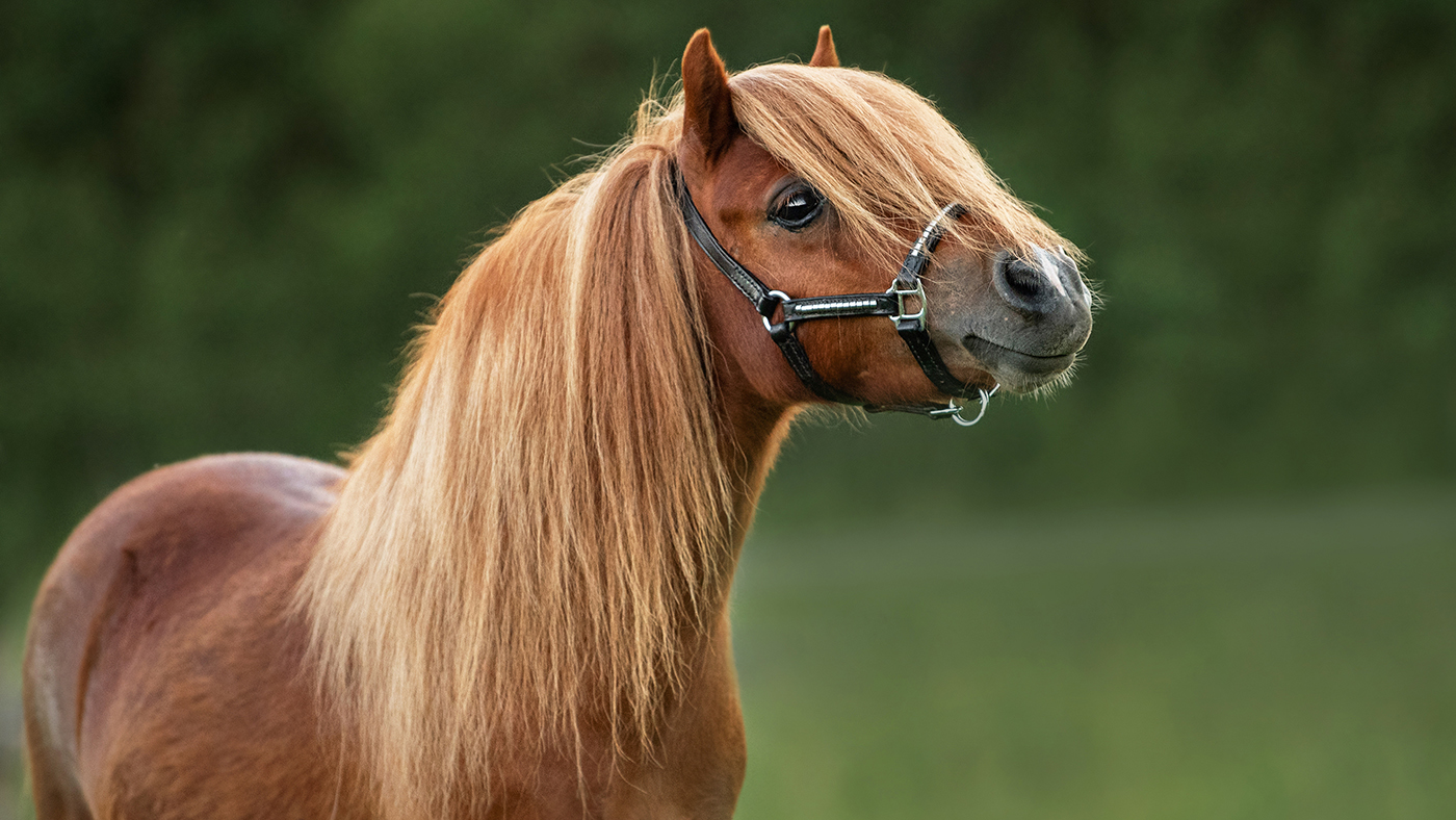 How The Insurance coverage Emporium’s choose and blend duvet can lend a hand homeowners | A Horse & Hound Podcast promotional characteristic