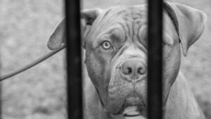 XL bully, one of the banned dog breeds UK