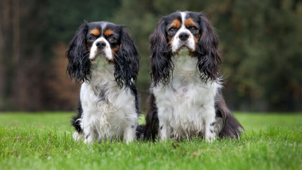 A pair of Cavalier King Charles spaniels