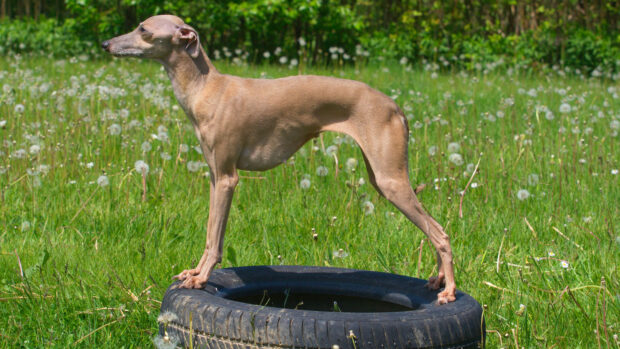 Italian Greyhound standing on tyre