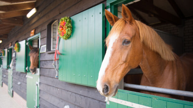 Happy chesnut horse looking over a stable door, with row of horses in stables behind