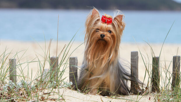 Yorkshire Terrier sitting on beach with bow in his hair