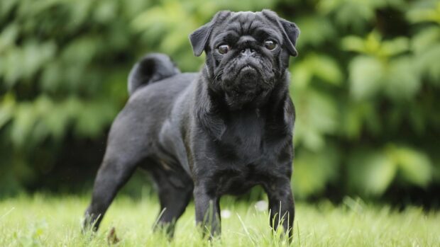 Black pug standing