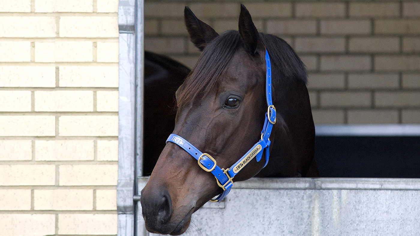 The loss of life of an impressive mare and her foal, ‘pleasant’ Paralympic horses, and different issues the pony global is speaking about