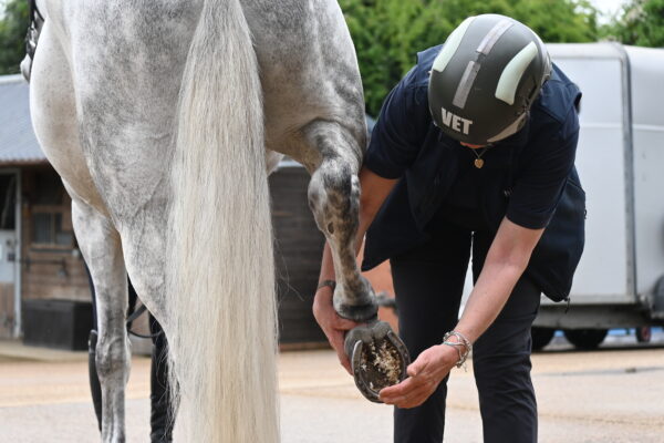 Vets face ‘regarding’ moral challenges when treating competitors horses