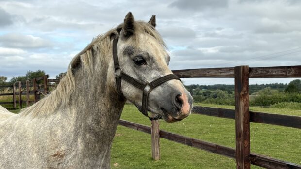 Heyday, pictured, is one of the five ‘Dover 26‘ horses available for rehoming.