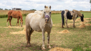Bransby Horses has confirmed 17 team members will leave the charity following a restructure to address a forecasted deficit.