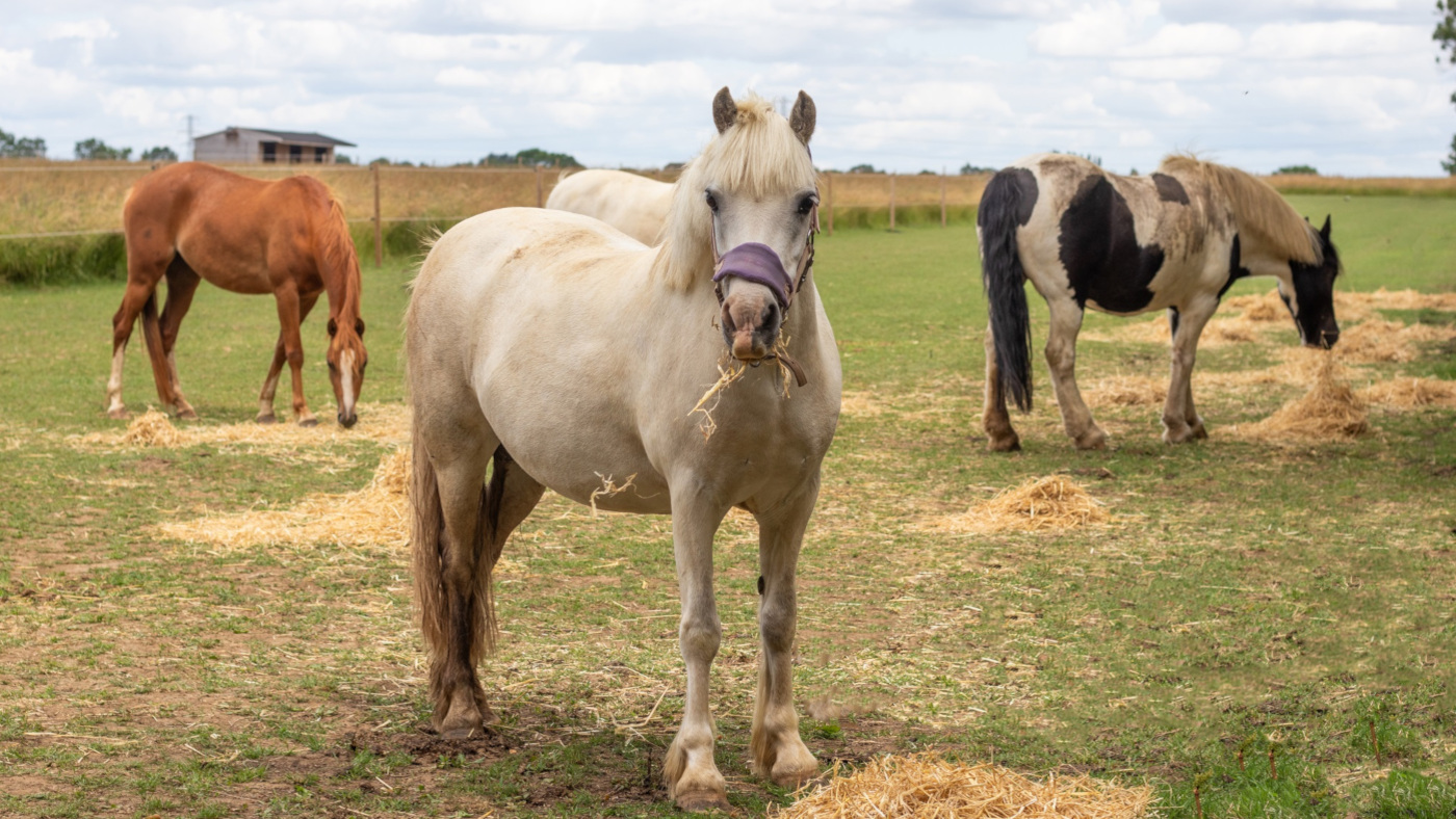 Bransby Horses confirms body of workers relief – and plans to scale back equines
