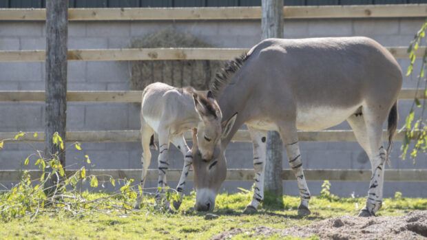 A Somali wild ass foal has been born at Knowsley Safar in the UK.