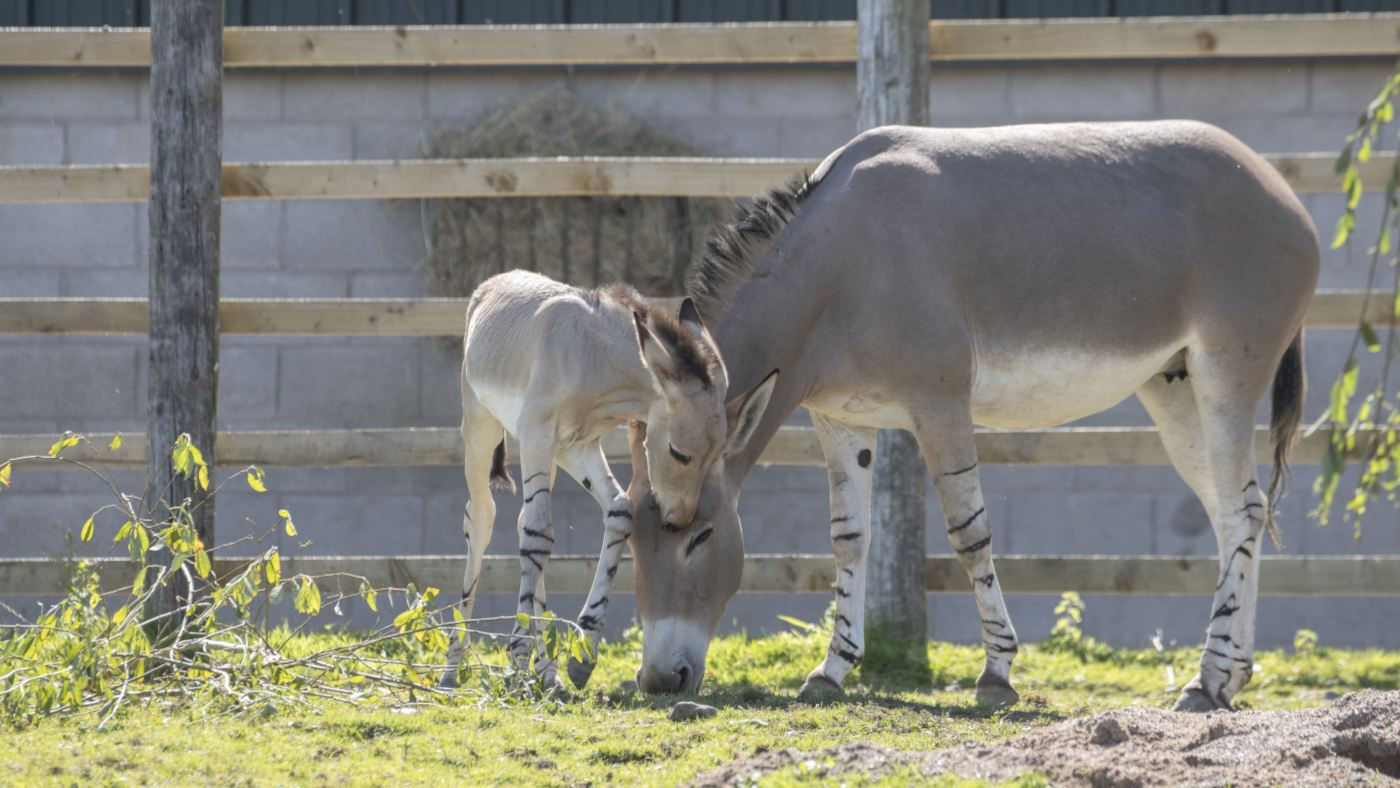 Birthday celebration as severely endangered Somali wild ass foal born in UK