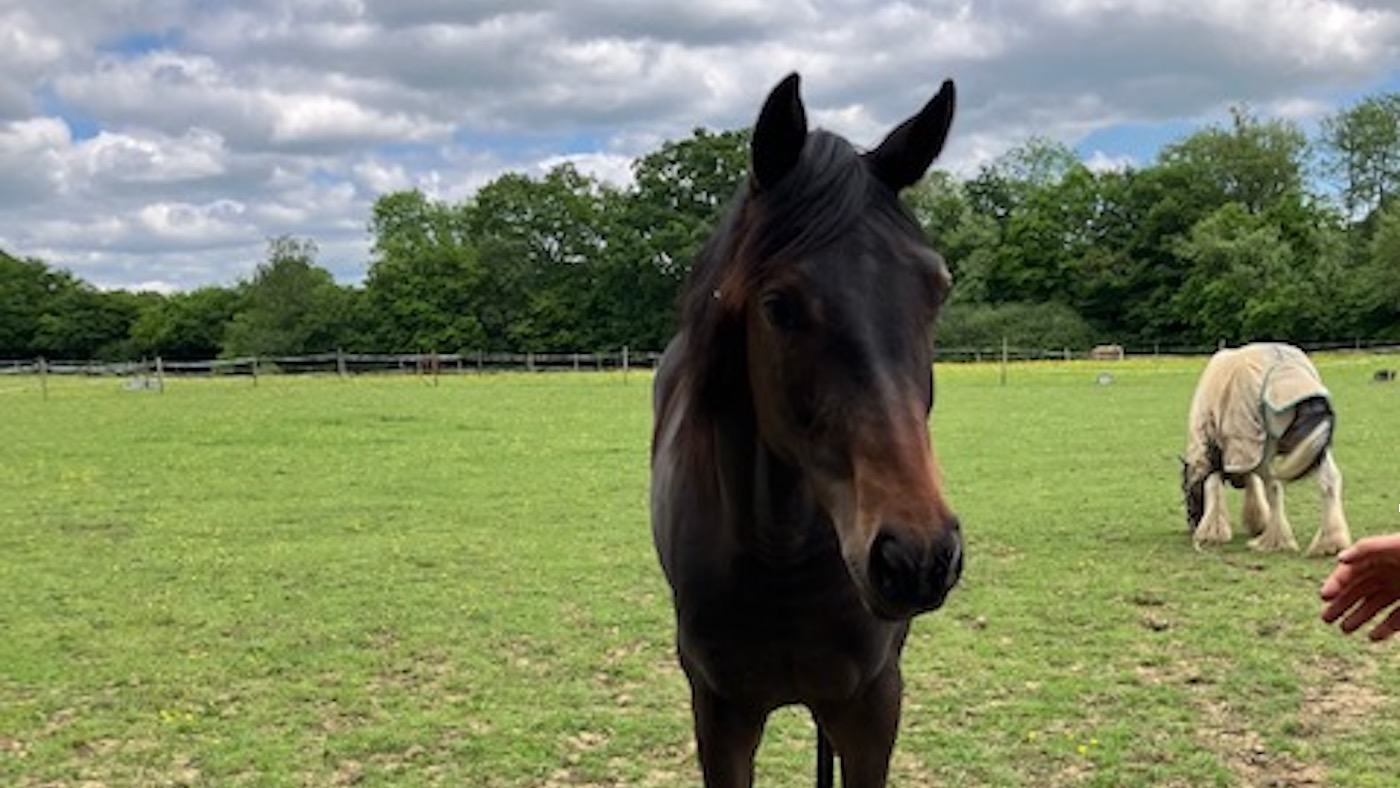 ‘Such a lot will to are living’: filly who fractured cranium, misplaced eye and severed tendon fights again to restoration