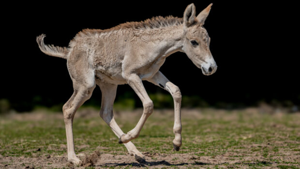 Onager foal Jasper was born at Chester Zoo this summer.