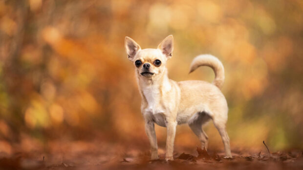 Chihuahua (smooth) on autumn lane