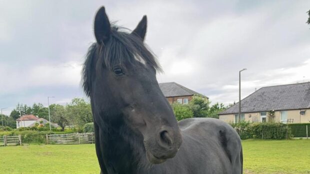 A black horse called sunny standing face on to the camera, looking off to the right.