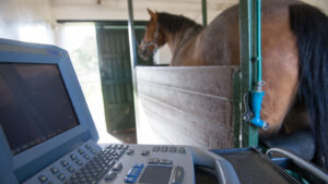 New research has been published looking at early pregnancy loss in equines.