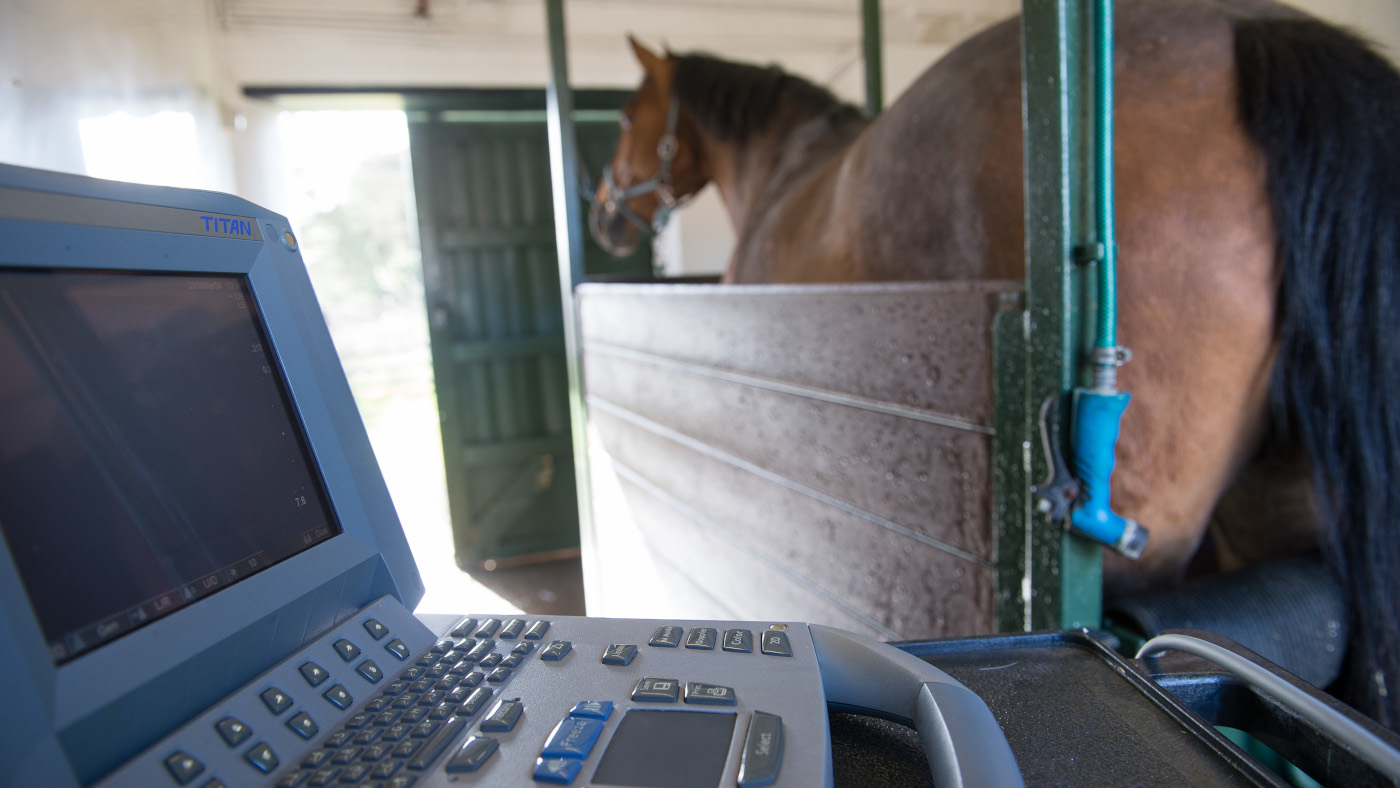 New find out about on early equine being pregnant loss that might lend a hand human analysis