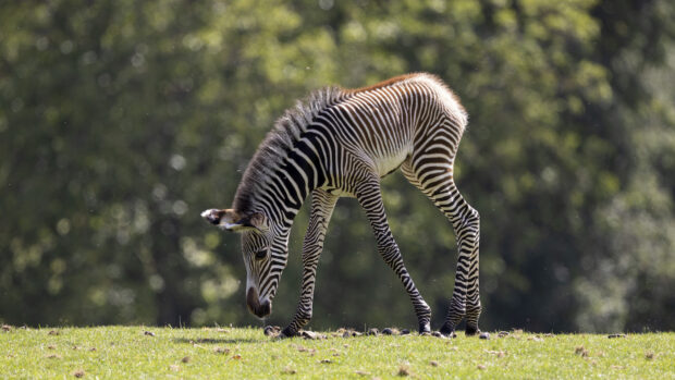 A Grevy’s zebra foal has been born at Marwell Zoo