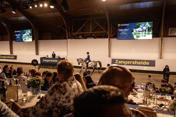 Codex Diaz Z sells for €1,000,000 at Zangersheide jumping auction