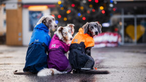 Three dogs wearing best waterproof dog coats