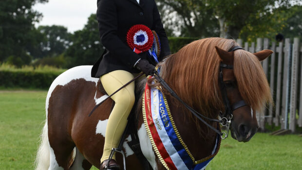 Brinleyview Camanchee