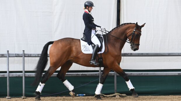 Laura Tomlinson warming up bay horse in trot at National Dressage Championships