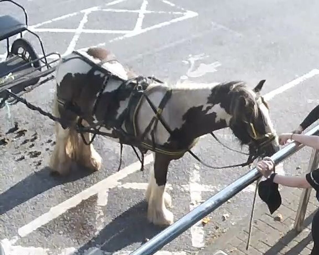 A twoyearold left tied in a supermarket car park and other things the