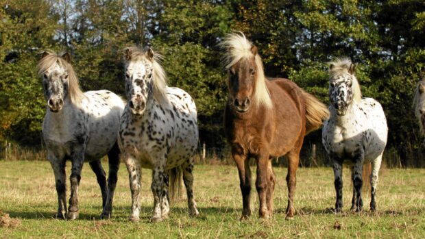 Four British Spotted Ponies stood in a row in a field