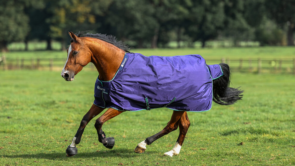 Best rain sheets for horses to protect from showers | Horse & Hound