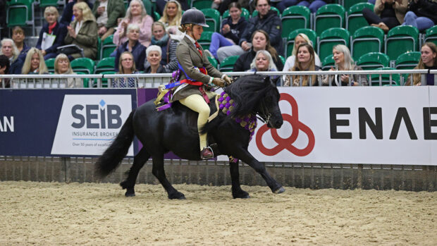 2024 HOYS Exmoor and Shetland pony of the year final