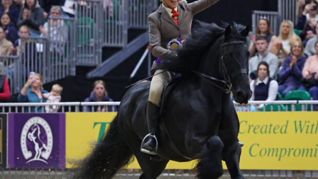 2024 HOYS Dales pony of the year final