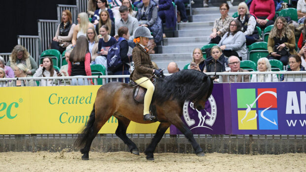 2024 HOYS Dartmoor pony of the year final