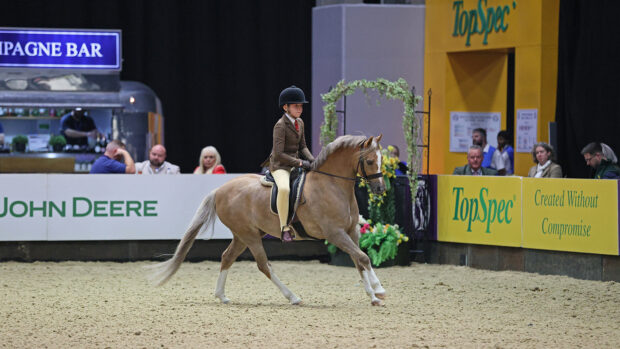 2024 HOYS mini M&M pony of the year championship