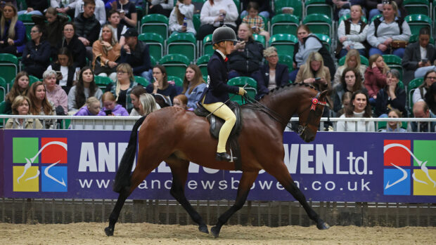 2024 HOYS part-bred pony of the year