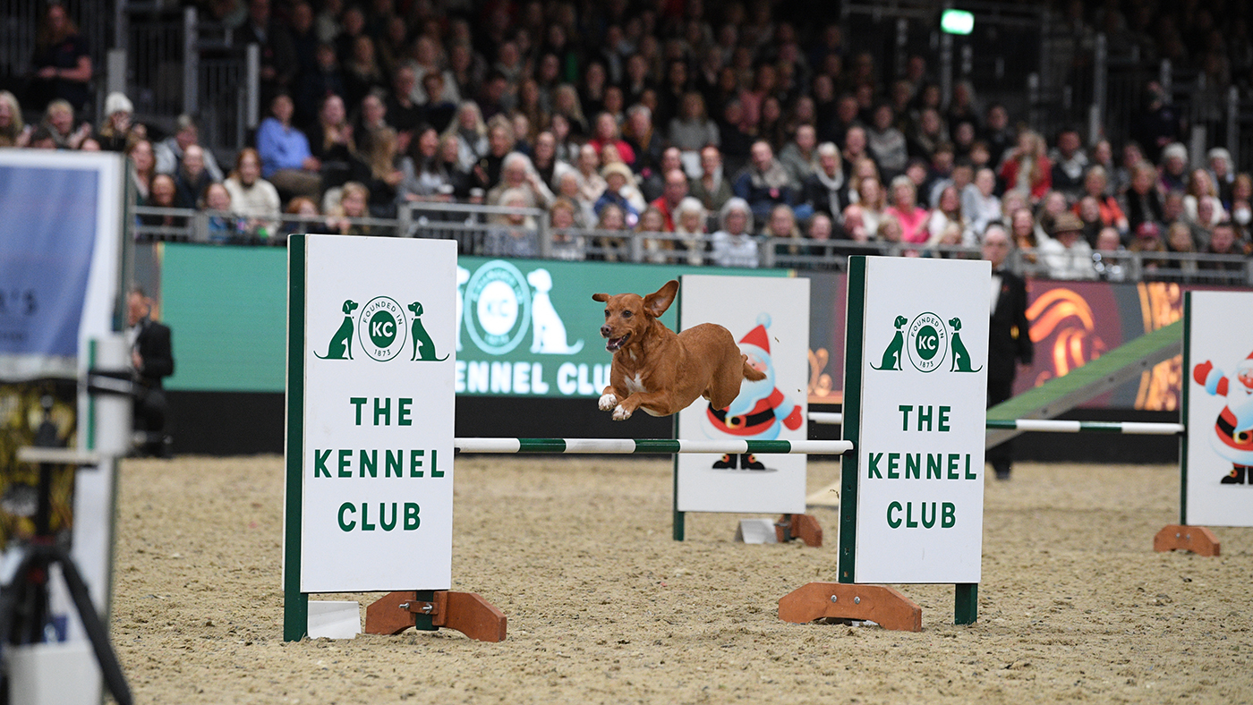 A dog called Alpine Peaks clears a pole jump that is taller than it is in the Kennel Club Grand Prix at London International Horse Show. 