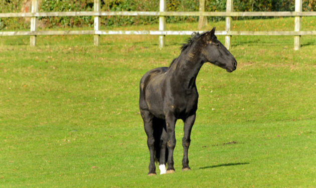 ‘Ridiculously handsome, a true gentleman’: farewell to ‘the perfect ...