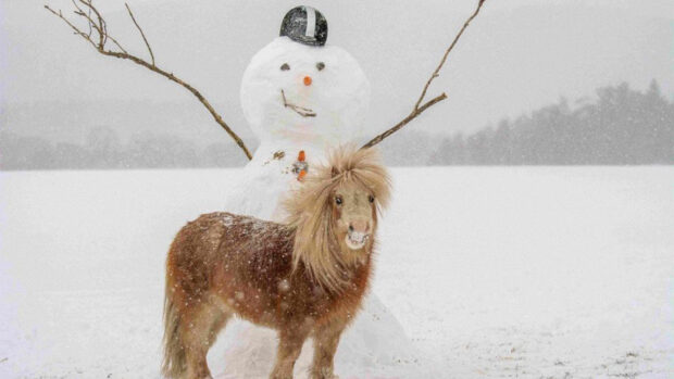 World Horse Welfare Christmas card showing Shetland pony with a snowman