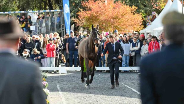 Dominic Furnell and Bellscross Guy at the Pau Horse Trials final trot-up.