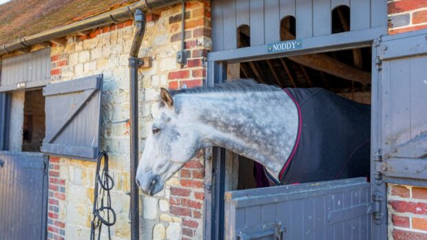 A grey horse looking out of its stable wearing a rug