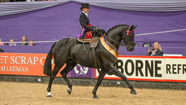 2024 HOYS ladies’ side-saddle horse of the year championship