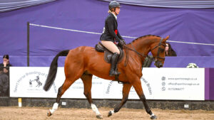 2024 HOYS working hunter pony of the year championship