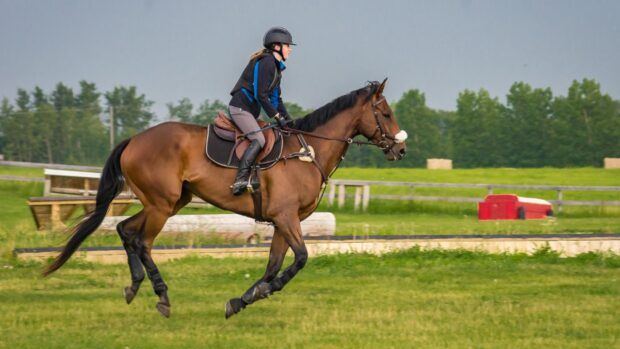 JP21FY Young female equestrian rider galloping across a green field on a tall gelding horse at an equine training facility near Red Deer, Alberta, Canada